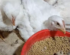 रायगढ़ में बर्ड फ्लू को लेकर अलर्ट: कोरिया से मुर्गियां लाने पर लगी रोक